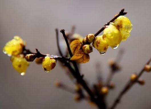 這5種樹(shù)木種植在別墅花園中別有一番風(fēng)雅！