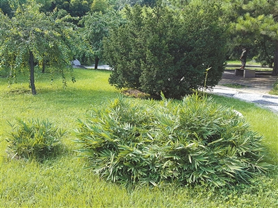 北京植物園花境中的觀賞草魅力究竟在哪里？