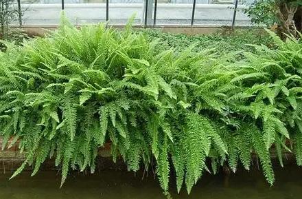 超可愛(ài)蕨類植物有哪些，你知道怎么養(yǎng)嗎？ 湖北綠化公司教你一招