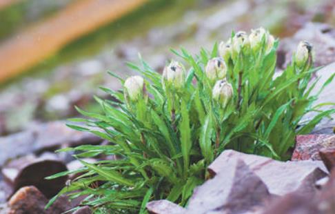 冰天雪地，為何也有植物開(kāi)花？